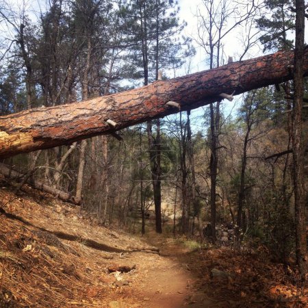 Photo for Fallen Tree on Trail near Prescott Arizona . High quality photo - Royalty Free Image