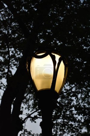 Photo for Streetlight Glowing in Central Park, New York City Manhattan. High quality photo - Royalty Free Image