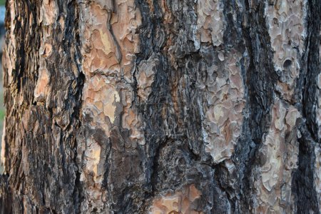 Foto de Textura de corteza de tronco de árbol en McArthur Burney Falls Memorial State Park. Foto de alta calidad - Imagen libre de derechos