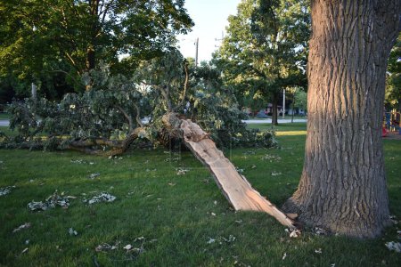 Foto de Storm Damage, Large Fallen Branch en Riverside Park, Burlington Wisconsin. Foto de alta calidad - Imagen libre de derechos