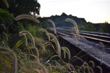 Foto de Wild Grasses with Tassles at Sunset by Railroad Tracks in Kentucky, near Radcliff,, Tioga Falls Trail. Foto de alta calidad - Imagen libre de derechos