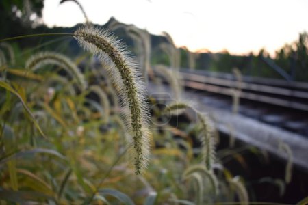 Foto de Wild Grasses with Tassles at Sunset by Railroad Tracks in Kentucky, near Radcliff,, Tioga Falls Trail. Foto de alta calidad - Imagen libre de derechos