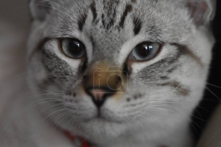Téléchargez les photos : Gros plan d'un visage domestique de chat tabby à poil court. Photo de haute qualité - en image libre de droit