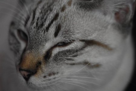 Téléchargez les photos : Cute Cat Face Winking ou Squinting Close Up. Photo de haute qualité - en image libre de droit