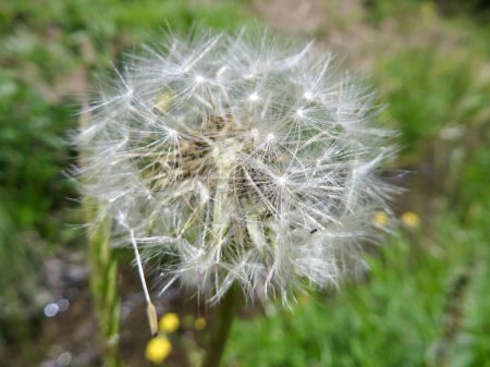Photo for Delicate White Dandelion Wildflower near Ouray in Colorado. High quality photo - Royalty Free Image