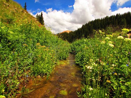 Téléchargez les photos : Serene Mountain Stream près de Ouray, Colorado. Photo de haute qualité - en image libre de droit
