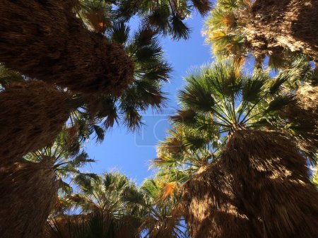 Photo for Palm Canyon Oasis, Palm Tree Grove, in Anza Borrego Desert State Park. High quality photo - Royalty Free Image