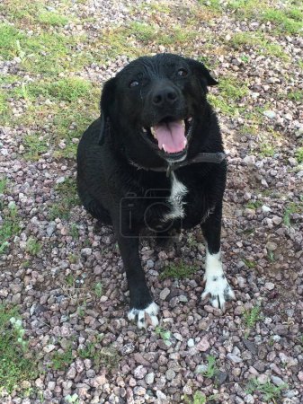 Foto de Perro feliz, negro con patas blancas, sentado en tierra afuera. Foto de alta calidad - Imagen libre de derechos