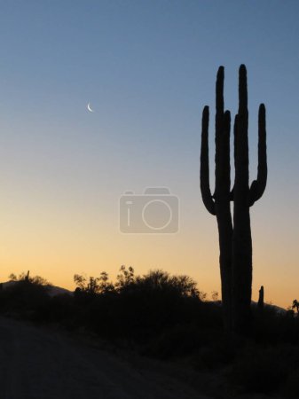Saguaro et Moon au coucher du soleil dans le désert de l'Arizona. Photo de haute qualité