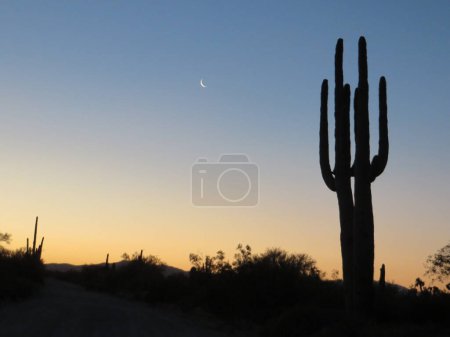 Saguaro and Moon at Sunset in Arizona Desert. High quality photo