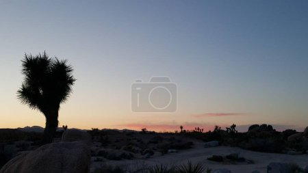 Sunset at Joshua Tree National Park, California . High quality photo