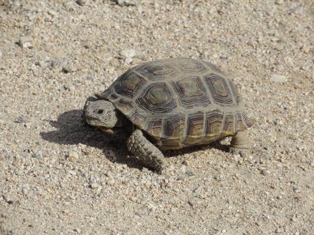 Wüstenschildkröten krabbeln auf dem Boden in Kalifornien. Hochwertiges Foto