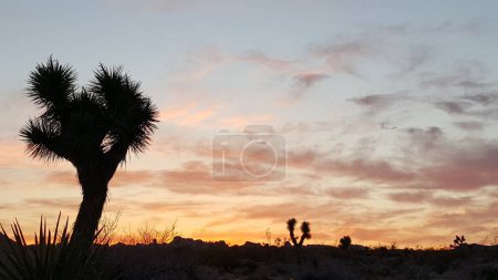 Scenic Sunset Landscape in Joshua Tree National Park, California . High quality photo