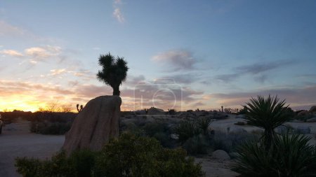 Sunset in Scenic Landscape of Joshua Tree National Park, California . High quality photo