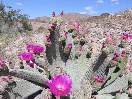 Blooming Beavertail Prickly Pear Cactus in Arizona Desert. Photo de haute qualité
