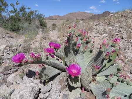 Blühender Biberschwanz-Kaktus in der Wüste von Arizona. Hochwertiges Foto