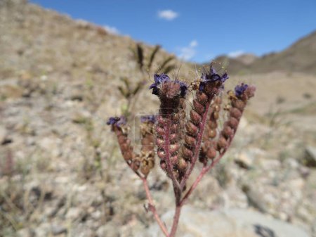 Photo for Close Up Purple Scorpion Weed Arizona Desert Wildflower in Spring. High quality photo - Royalty Free Image