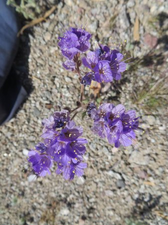 Purple Scorpion Weed Arizona Desert Wildflower in Spring. High quality photo