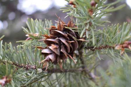Un cono de pino en la rama del árbol en el bosque. Foto de alta calidad