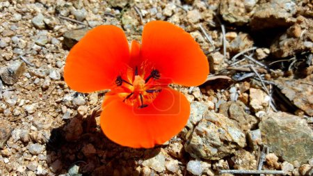 A California Poppy Flower with Bright Orange Petals Growing in Rocky Soil. High quality photo