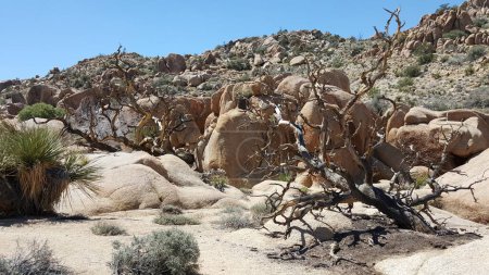 Felsbrocken mit trockenen Bäumen in der kalifornischen Wüste. Hochwertiges Foto