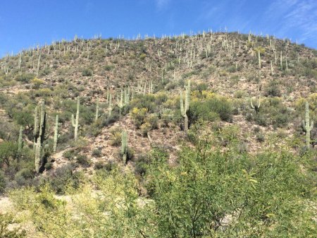 Hügel mit hohen und wunderschönen natürlichen Saguaro-Kakteen in Arizona. Hochwertiges Foto