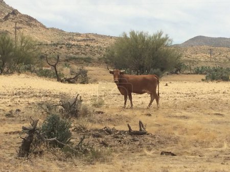 Vache sur Wilderness Ranch Land en Arizona près de Montana Mountain. Photo de haute qualité