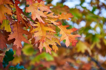 Orange automne Quercus palustris feuilles sur les branches sur fond flou dans le parc. Chêne espagnol en automne, orientation sélective