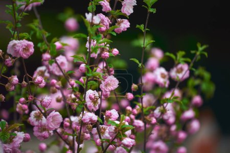 Téléchargez les photos : Floraison rose Prunus triloba (amande florale) au printemps. Gros plan de fleurs roses cerisier fleurissant sur fond sombre - en image libre de droit