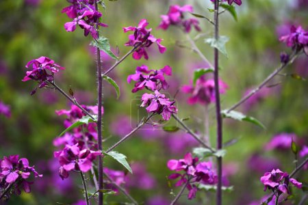 Photo for Beautiful purple Lunaria annua L. blooming in spring. Bokeh flower background - Royalty Free Image