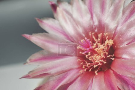 Téléchargez les photos : Gros plan sur Eriosyce jussieui flower. Belle fleur de cactus rose sur fond gris - en image libre de droit