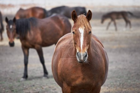 Photo for Portrait of a chestnut draft horse resting in the paddock near a stable. A red mare with a white stripe stands in a herd and looks at the camera - Royalty Free Image