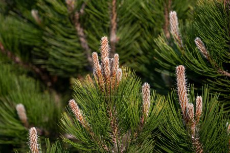 Close-up of Bosnian pine tree with young white branches in spring. Pinus heldreichii Christ with blurred background in early spring garden