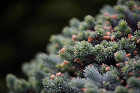 Close-up of young branches of Picea pungens Engelm on dark natural background. Spring foliage and seed cones of an evergreen Colorado blue spruce in the park