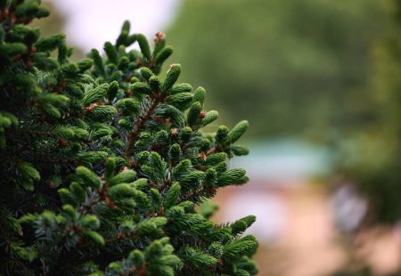 Gros plan des jeunes branches de Picea rubens Sarg sur fond flou. Feuillage printanier et cônes de graines d'un épinette rouge à feuilles persistantes dans le parc
