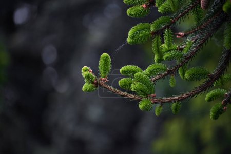 Gros plan des jeunes branches de Picea rubens Sarg. sur un fond sombre. Feuillage printanier et cônes de graines d'un épinette rouge à feuilles persistantes dans le parc