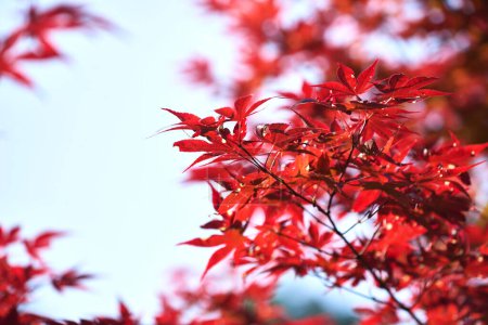 Close-up of red foliage of the Acer palmatum Thunb tree against blue sky. Beautiful red Japanese Maple leaves. Selective focus