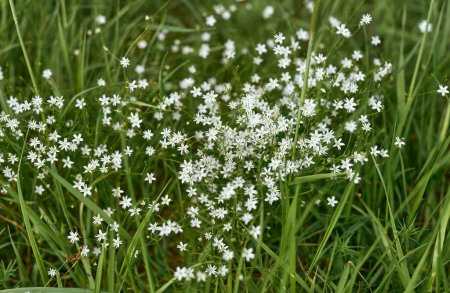 Stellaria graminea growing wild in a meadow in the forest. White flowers of Lesser Stitchwort bloom in springtime