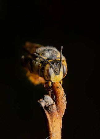 Foto de Anthidium es un genero de abeja - Imagen libre de derechos
