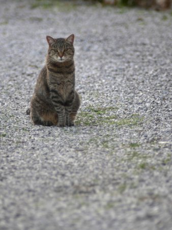 Foto de Gato europeo tabby sentado en un callejón de guijarros. esquina superior izquierda de la imagen. Tiro con lente vintage de 135 mm. - Imagen libre de derechos