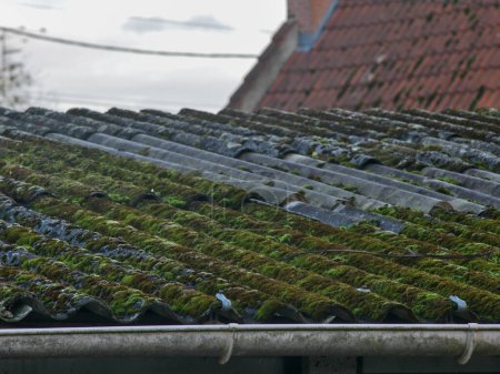 Mousse sur un toit en fibre de ciment