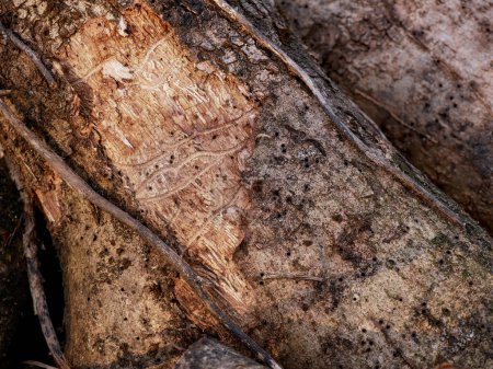 Photo for Close-up of an ash log attacked by xylophagous, loss of bark and holes in the wood. - Royalty Free Image