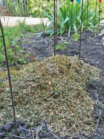 Téléchargez les photos : Paillis végétal répandu sur un jardin avec des citrouilles - en image libre de droit