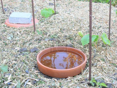 Foto de Sistema de riego continuo del frasco de bricolaje, llamado oyas u ollas, alrededor de plantas vegetales jóvenes, en suelo acolchado. - Imagen libre de derechos