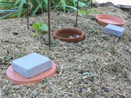 Téléchargez les photos : Système d'arrosage en pot continu DIY, appelé oyas ou ollas, autour de jeunes plantes potagères, sur sol paillé. - en image libre de droit