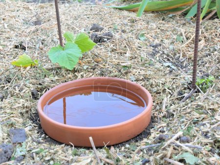 Téléchargez les photos : Système d'arrosage en pot continu DIY, appelé oyas ou ollas, autour de jeunes plantes potagères, sur sol paillé. - en image libre de droit