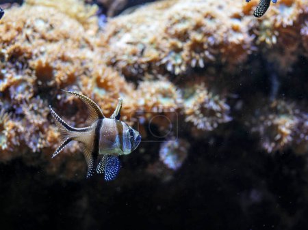 Foto de Pterapogón en un acuario, con coral en el fondo borroso - Imagen libre de derechos
