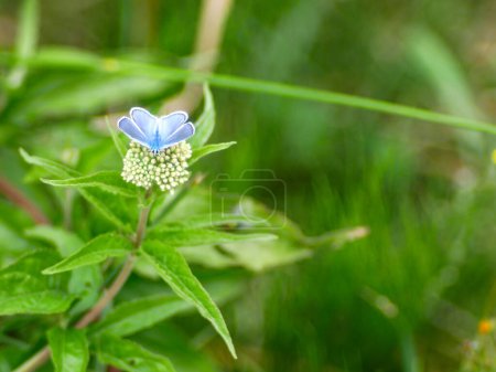 Téléchargez les photos : Argus bleu (Polyommatus icarus) sur une fleur d'eupatorium - en image libre de droit