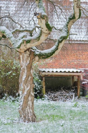 Photo for Twisted trunk of a weeping birch, in a snow-covered lawn. A small woodshed in the background. - Royalty Free Image