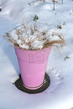 Large pink pot, containing a snow-covered grass plant.